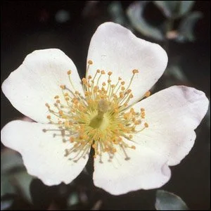 R. soulieana