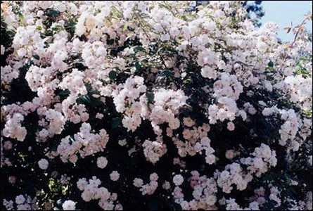 Paul's Himalayan Musk Rambler