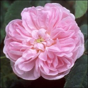 Agathe Incarnata