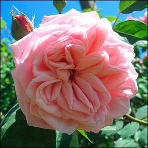 blossomtime.jpg
