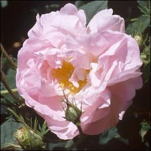 Celsiana