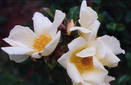 Mermaid Bracteata: Intro. 1918