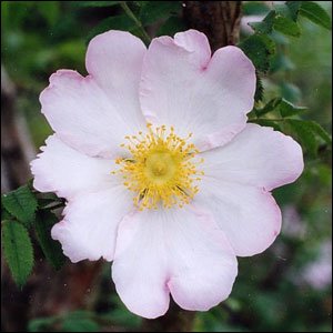 R. roxburghii normalis