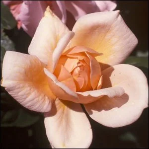 Perle d'Or