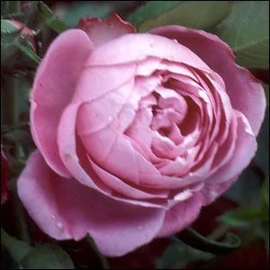 La Reine Victoria