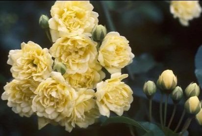 R. banksiae lutea (yellow)
