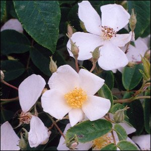 R. moschata