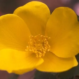 R. foetida lutea