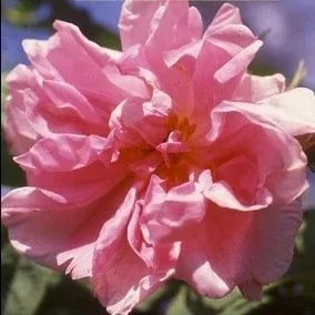 R. trigintipetala (syn. ‘Kazanlik’) Damask: Pre 1700