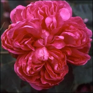 Rose de Rescht