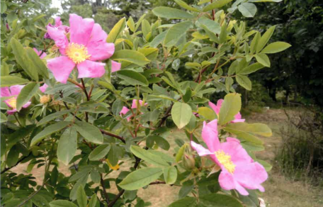 R. palustris