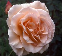 Apricot Nectar