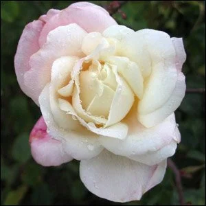 Marie Van Houtte