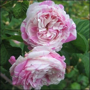 R. centifolia variegata