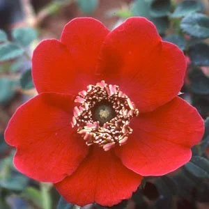 R. moyesii Geranium