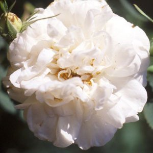 R. alba Maxima