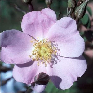 R. setigera