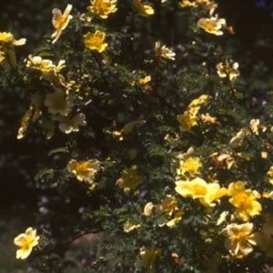 R. xanthina (“Canary Bird”)