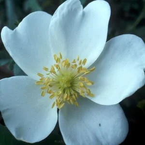 R. spinosissima “Altaica”
