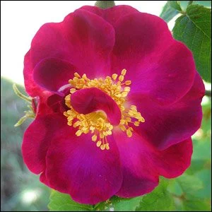 La Belle Sultane