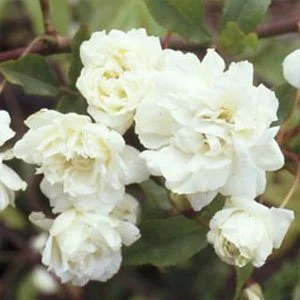 R. banksiae banksiae