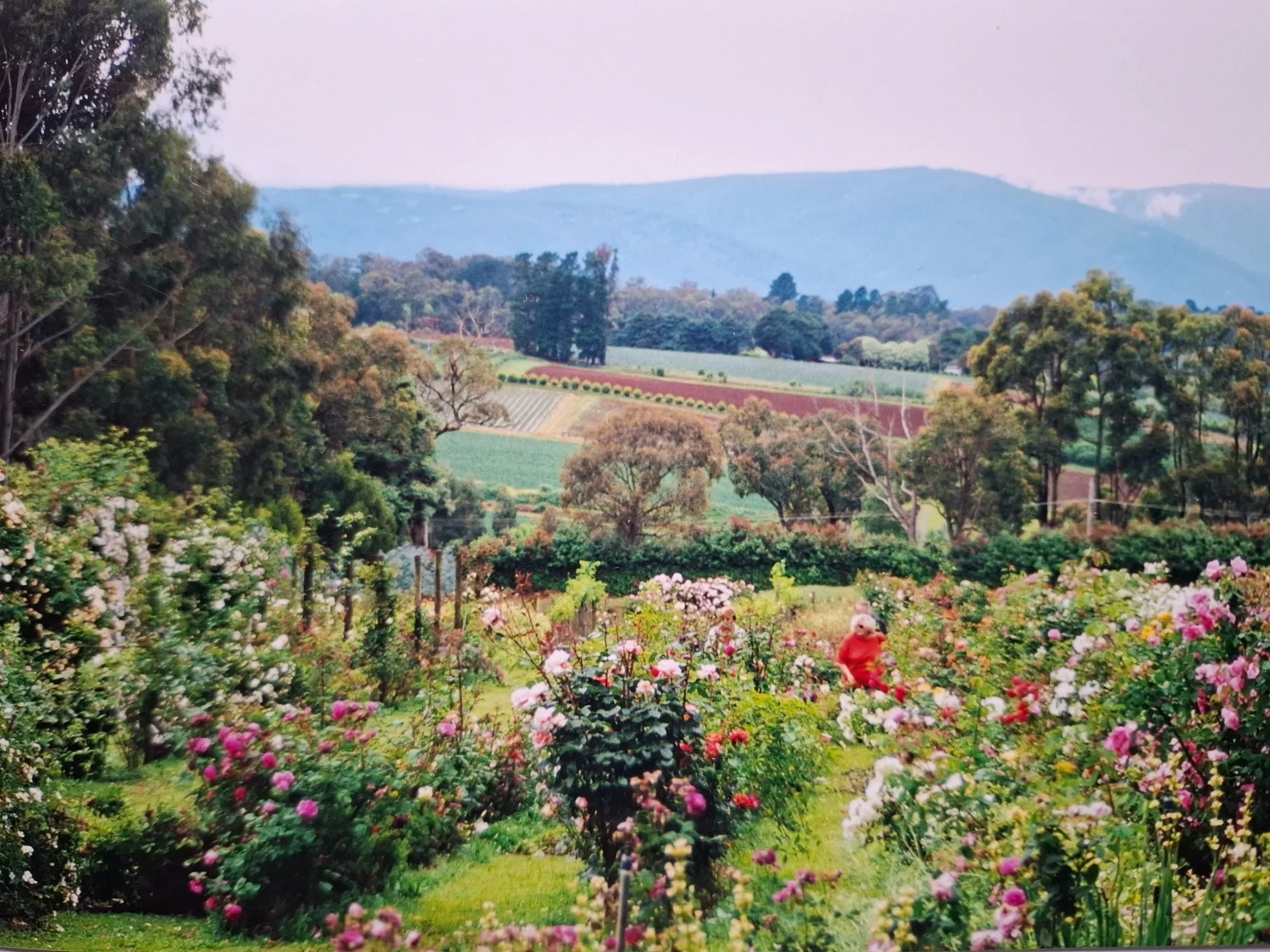 Reliable Roses Reliable Roses | Shop Timeless Roses Today