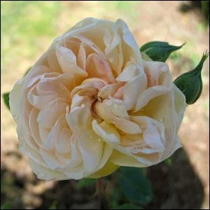 Desprez a Fleurs Jaunes