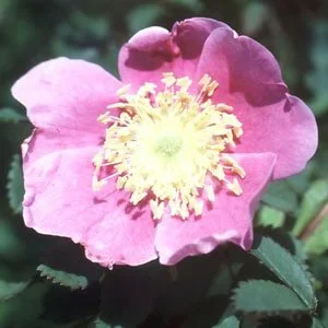 R. woodsii fendleri