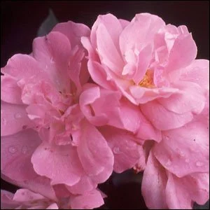 Old Blush
