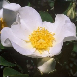R. laevigata