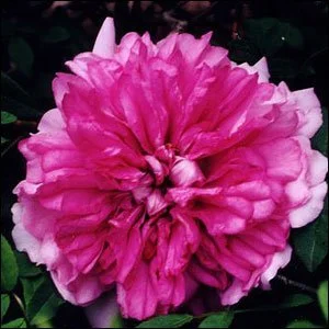R. roxburghii plena