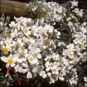 R. brunonii