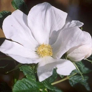 R. rugosa Alba