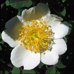 R. arvensis