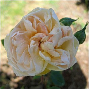 Desprez a Fleurs Jaunes