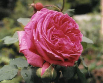 Mme. Isaac Pereire