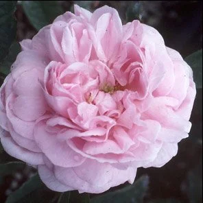 Mme. Louis Leveque