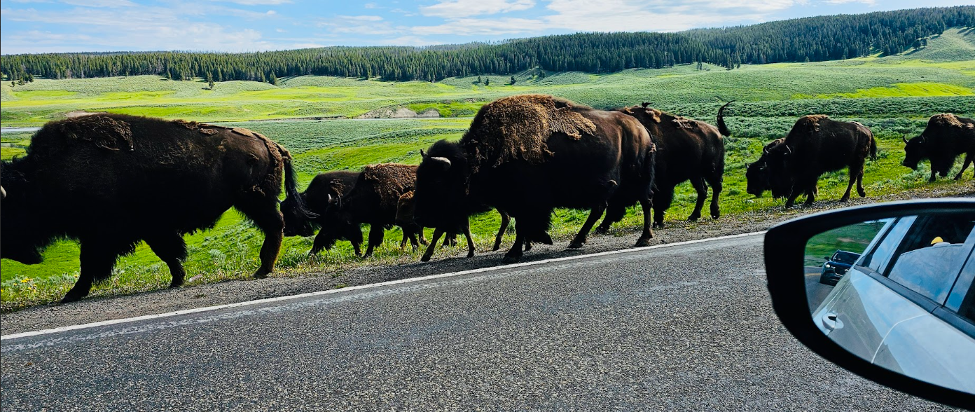 The Top 5 Wildlife Mistakes Visitors Make in National Parks (And How to Avoid Them)