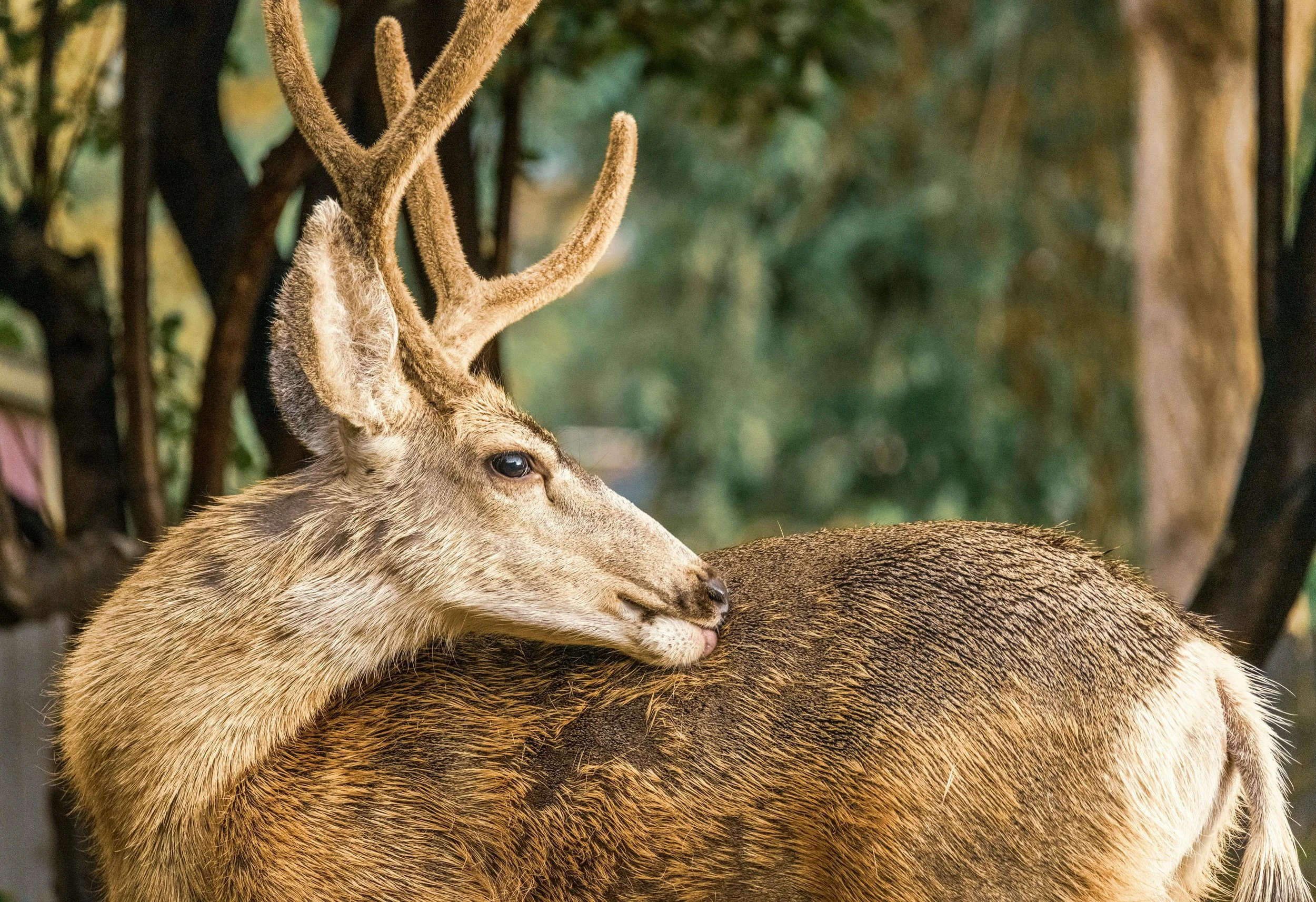 A deer resting its head on the back of another deer in a wooded area.
