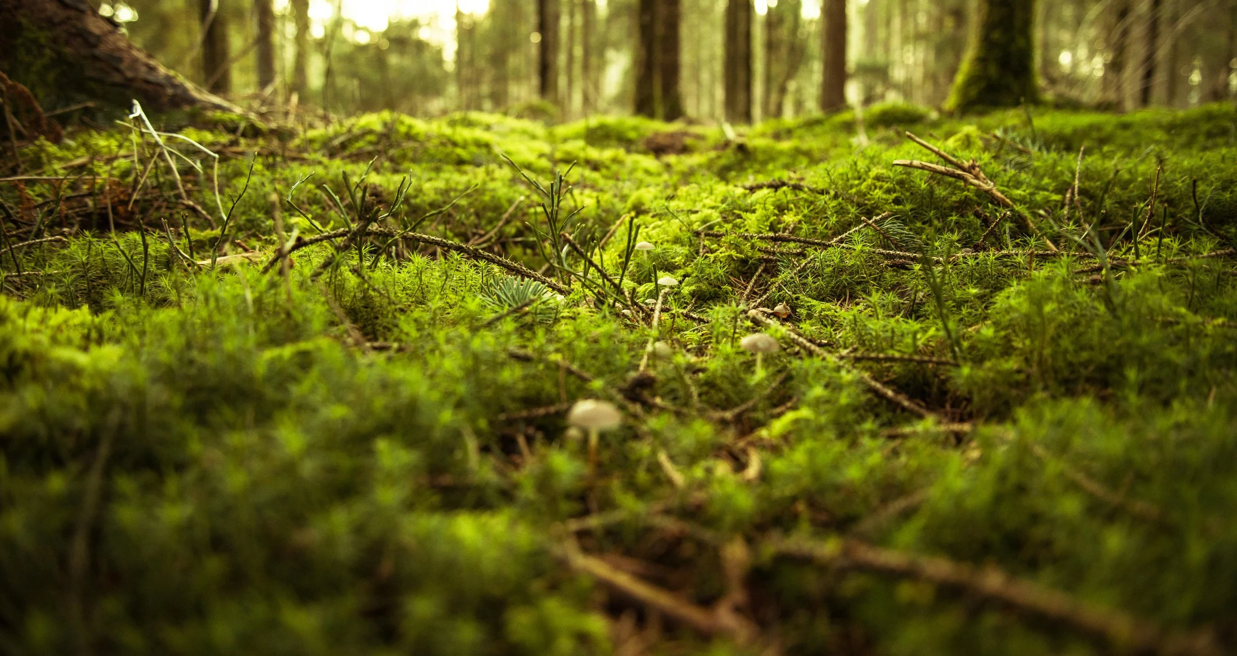 Close-up of a moss-covered forest floor with small mushrooms, twigs, and green plants in a dense forest.