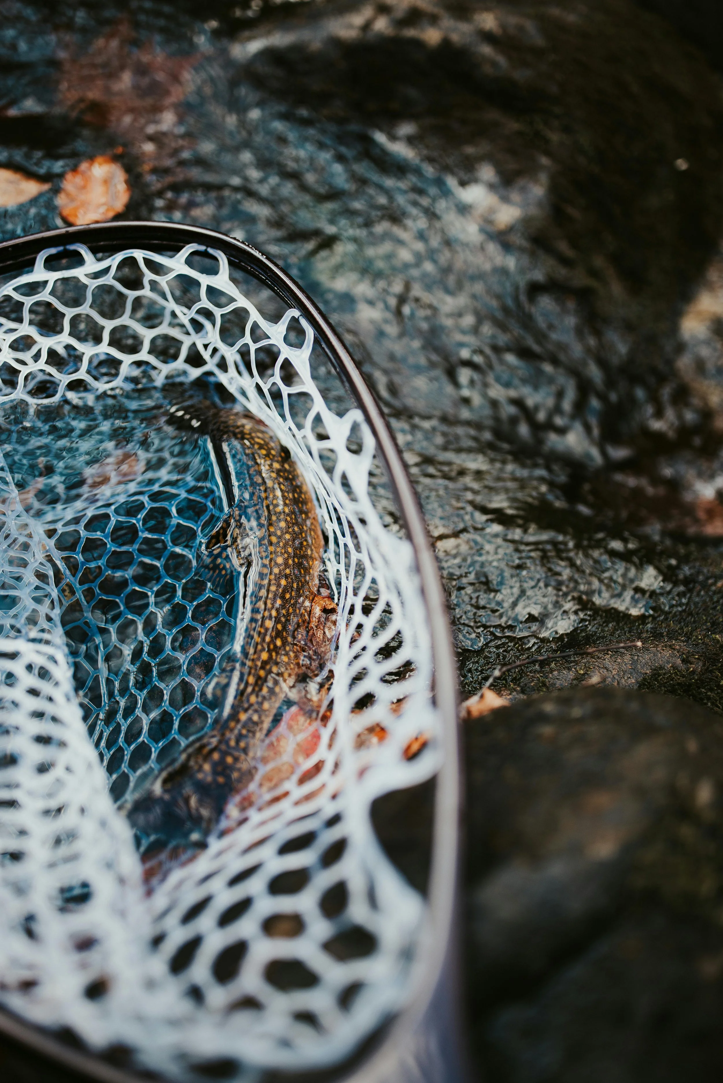 A fish caught in a net resting on rocks in a stream or river.