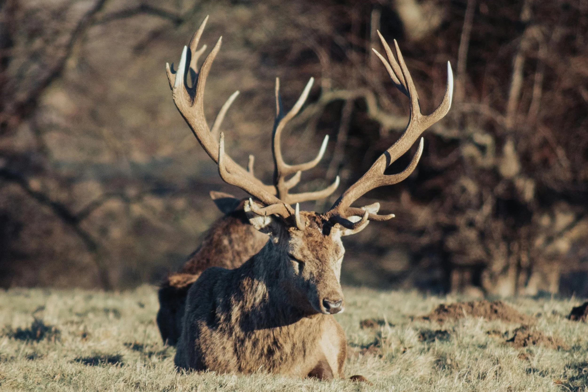 A large stag with antlers resting on the ground in a grassy field, with blurred background trees.