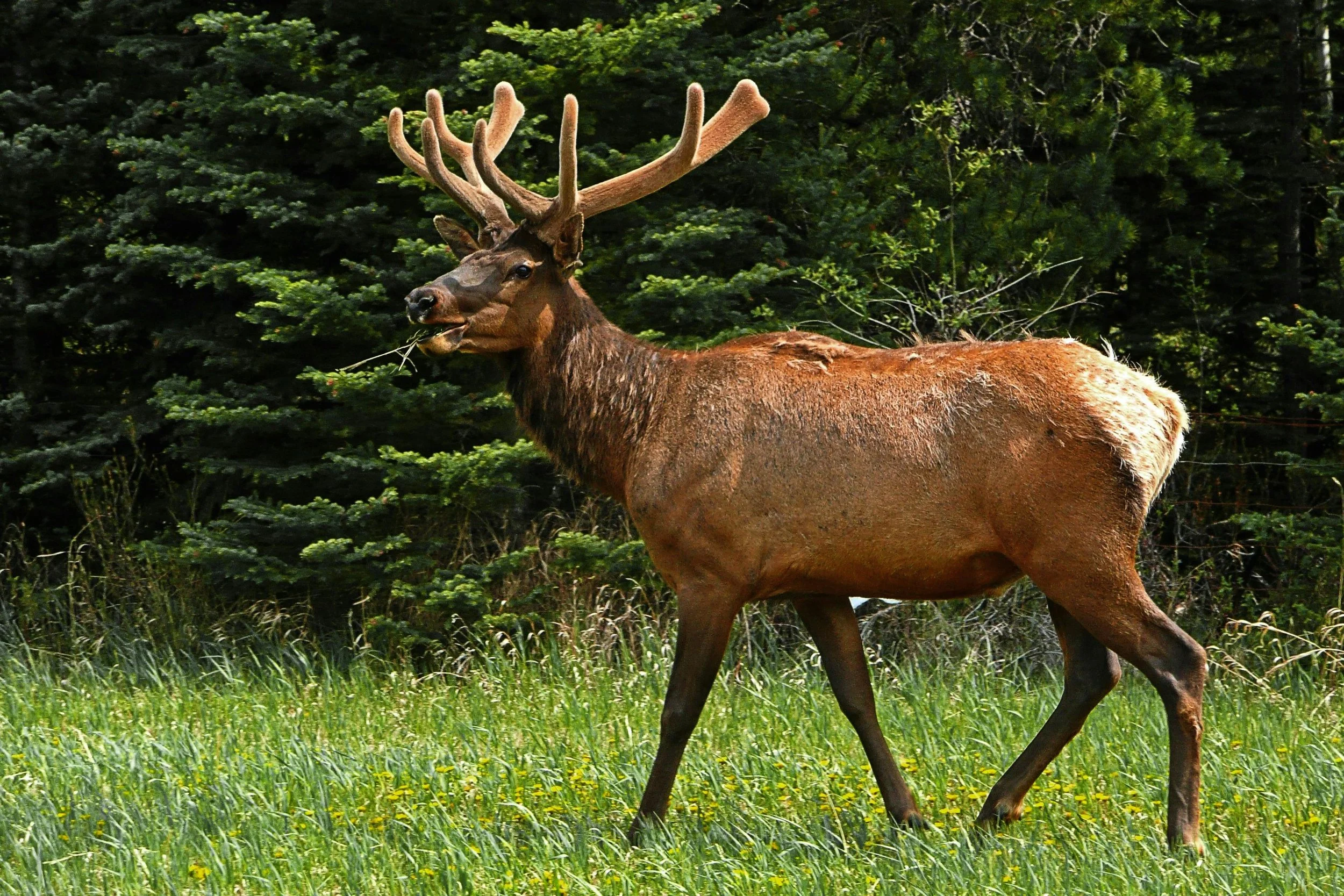 An elk walking through a grassy field with dense green forest in the background.