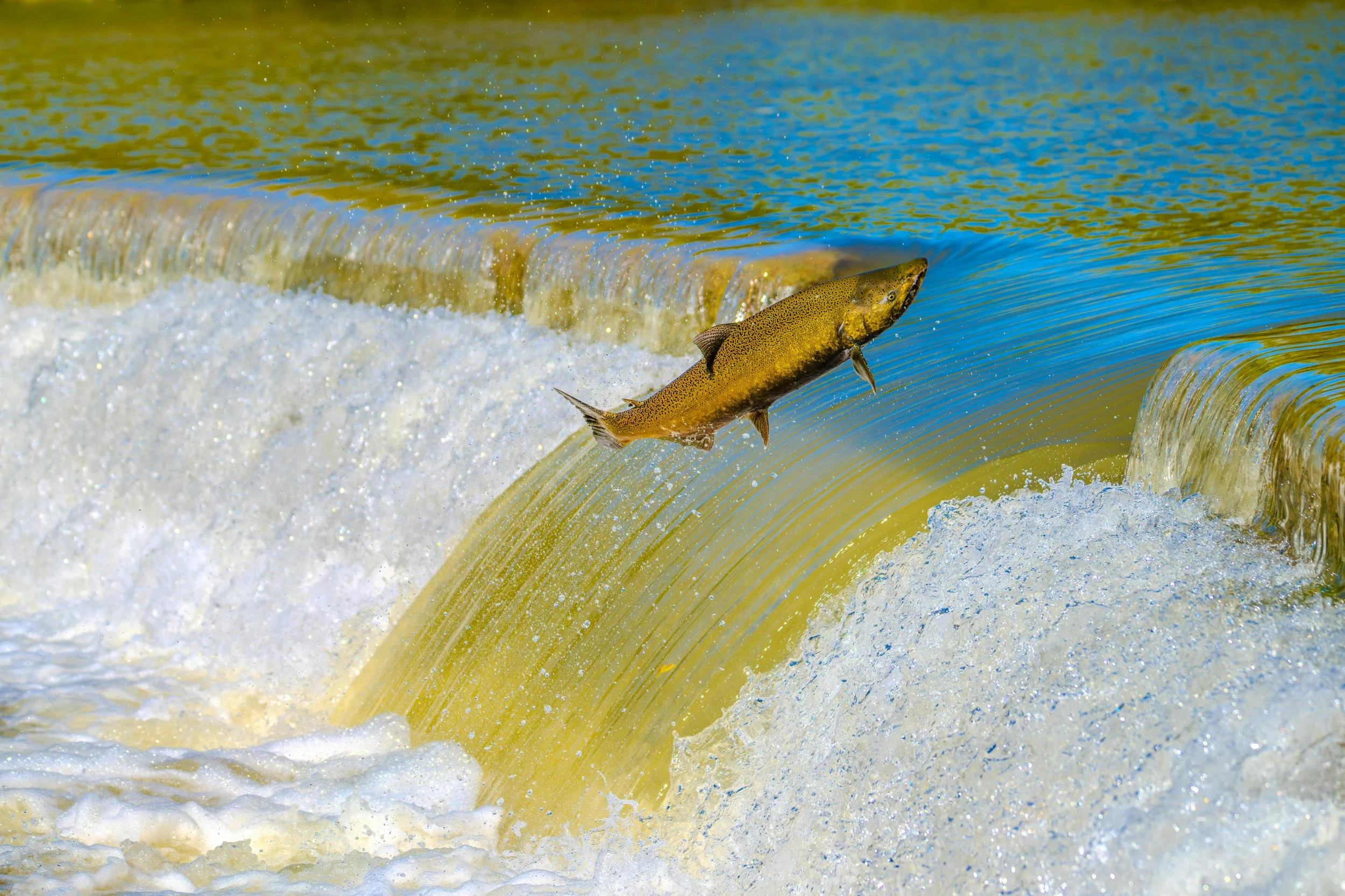 A fish jumping over a small waterfall in a river or stream.