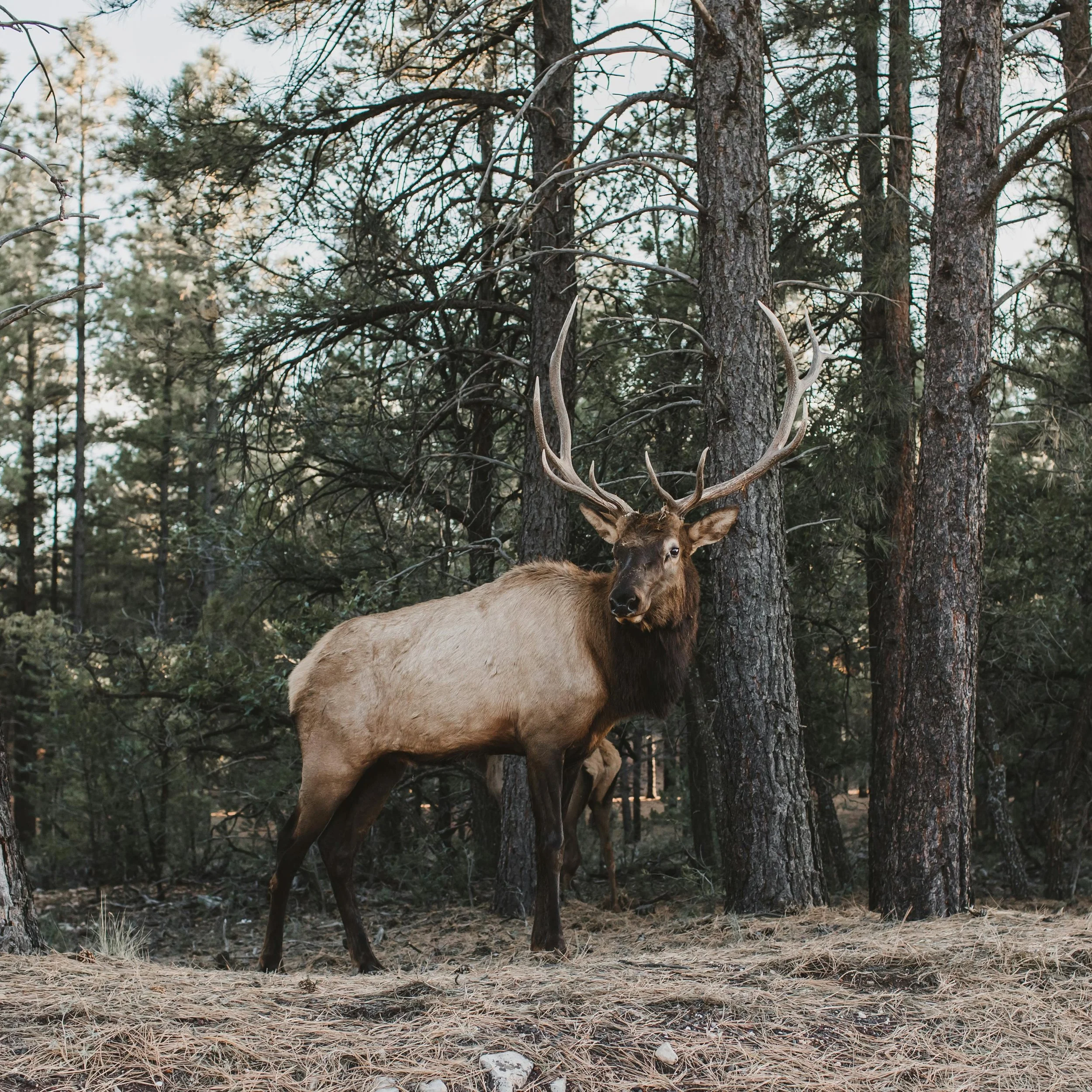 A large elk with antlers standing next to a tree in a forest.