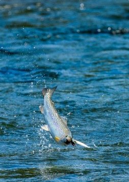 A fish jumping out of water with a fishing lure in its mouth.