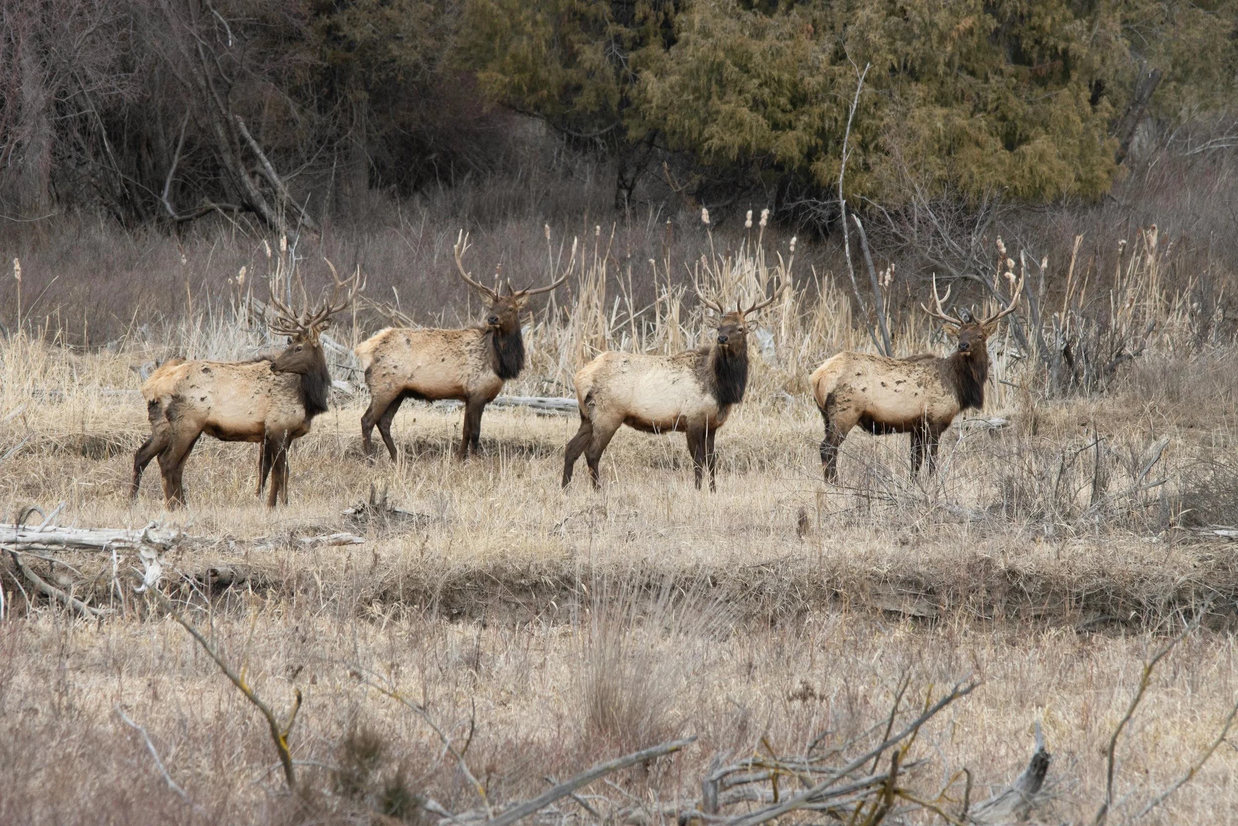 Four elk with large antlers standing in dry grass in front of trees and bushes.