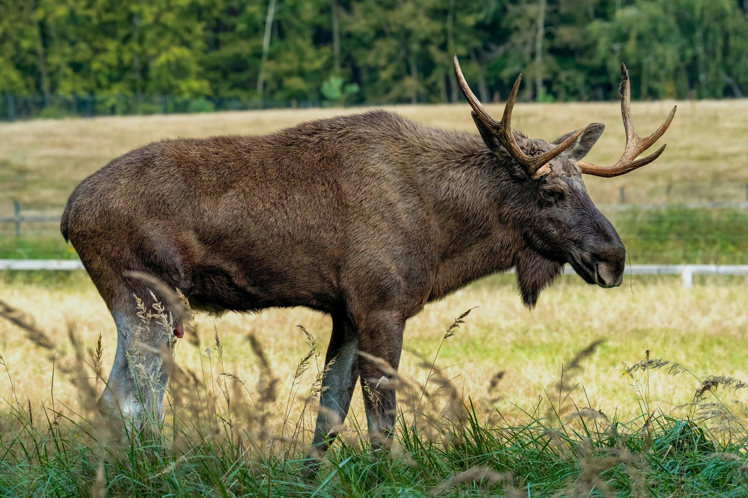 A moose standing in a grassy field with a forest in the background.