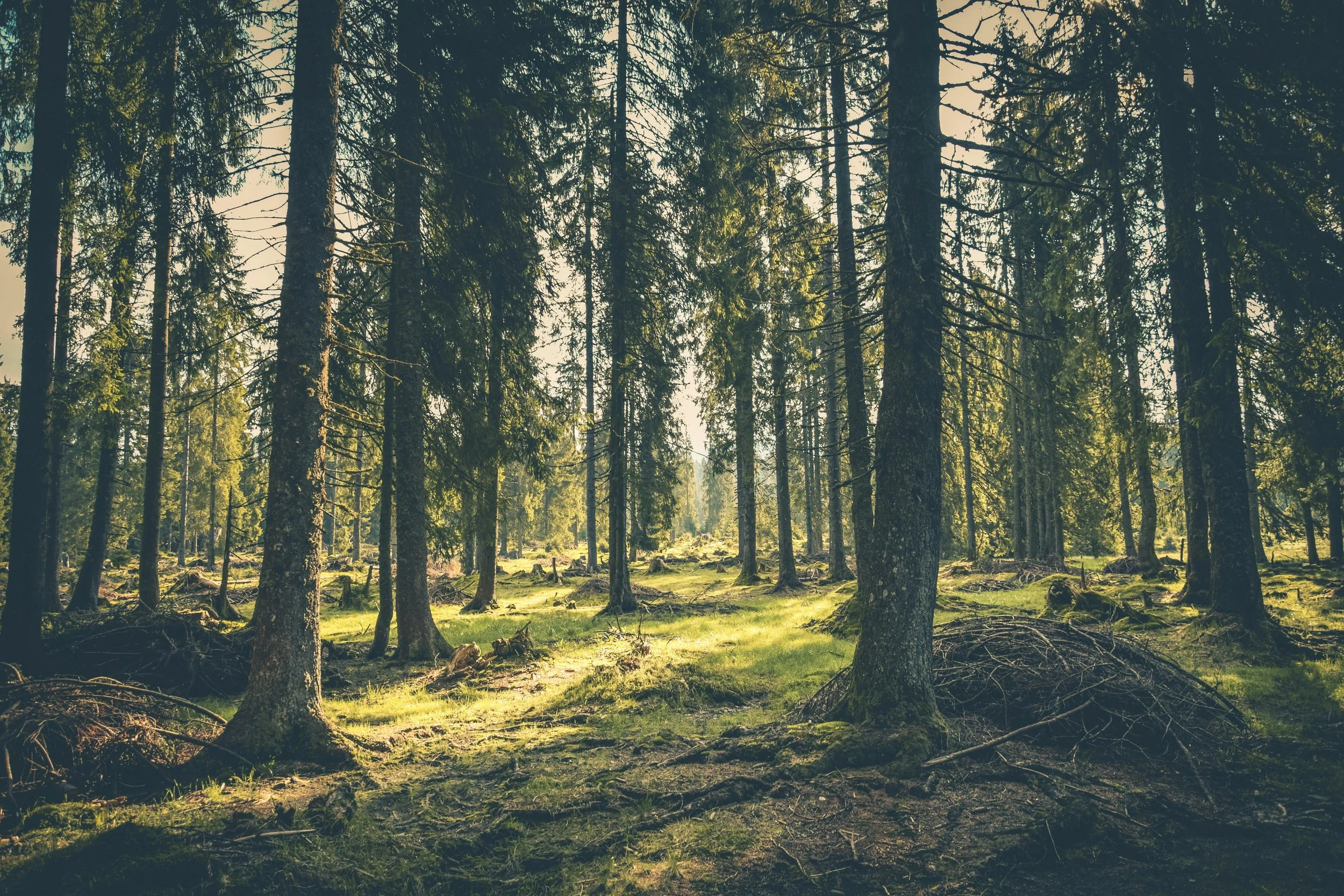A sunlit forest with tall, thin pine trees and a moss-covered ground.
