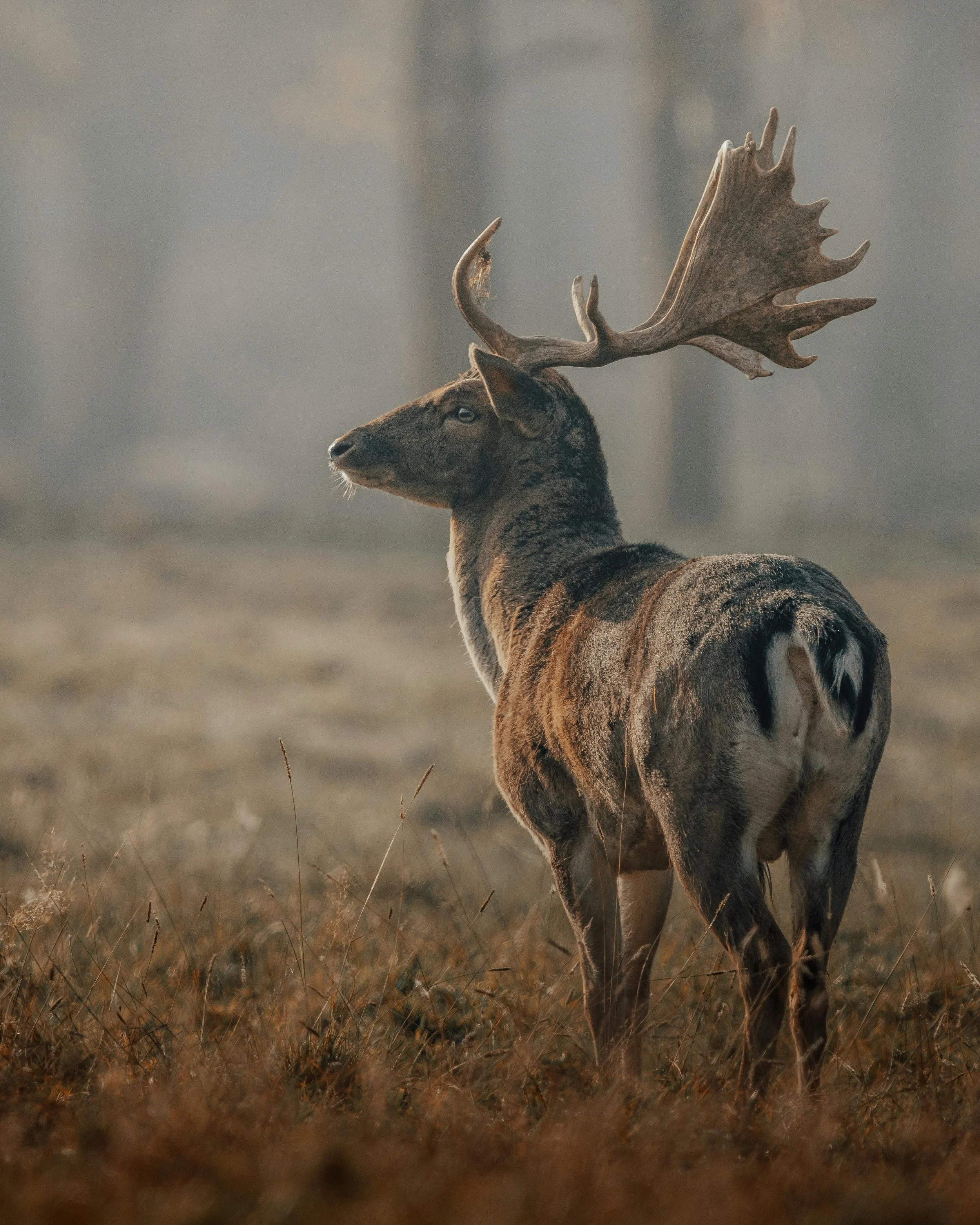 A moose with large antlers standing in a foggy forested area.